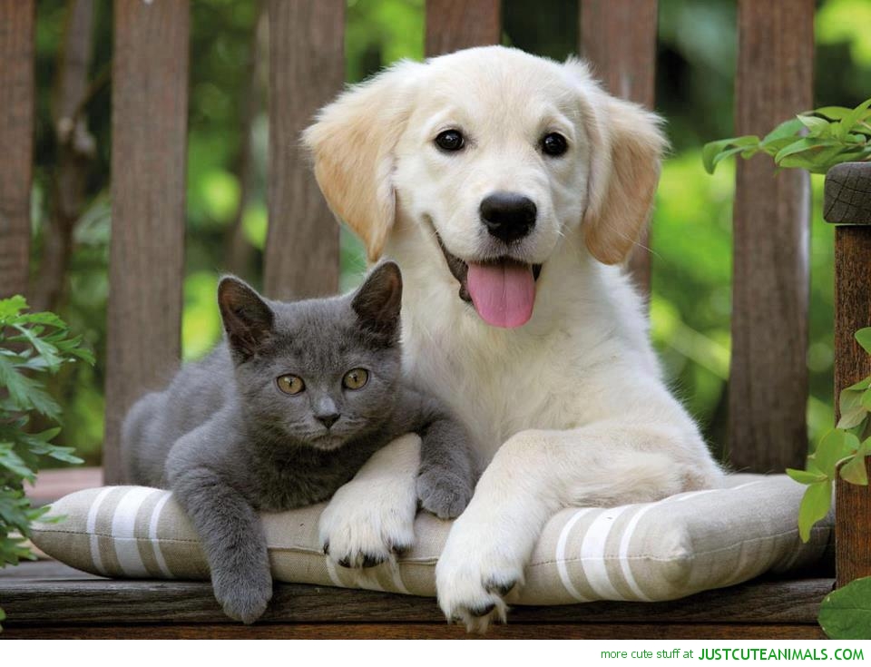 Zwierzęta ogłoszenia Praga Południe ogłoszenia drobne zwierzęta Praga Południe darmowe ogłoszenia zwierzęta Praga Południe