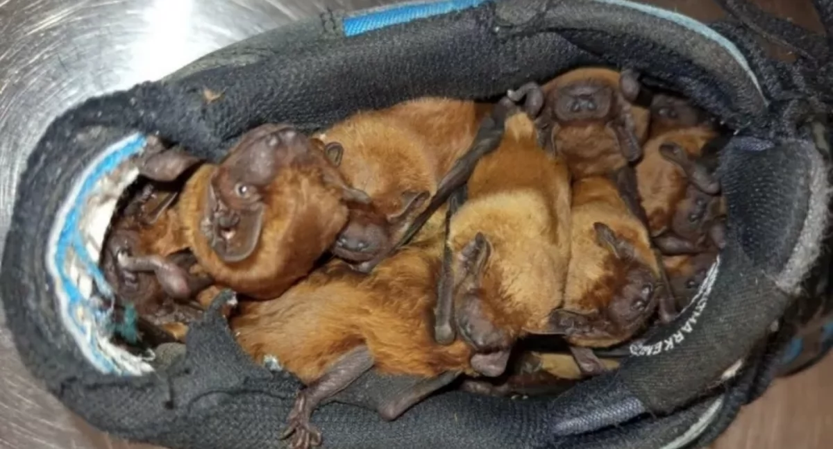 Zwierzęta, Puchata niespodzianka butach patrol zareagował Bielanach - zdjęcie, fotografia