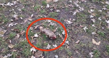 Bielańska plaga? Resztki jedzenia wyrzucane na trawniki